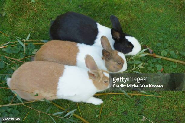 bunnies - adorable bunnies stock-fotos und bilder