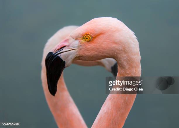 all heart - flamingo heart stock pictures, royalty-free photos & images