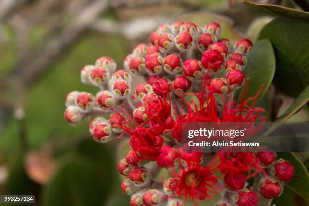 pohutukawa bloom - pohutukawa flower foto e immagini stock