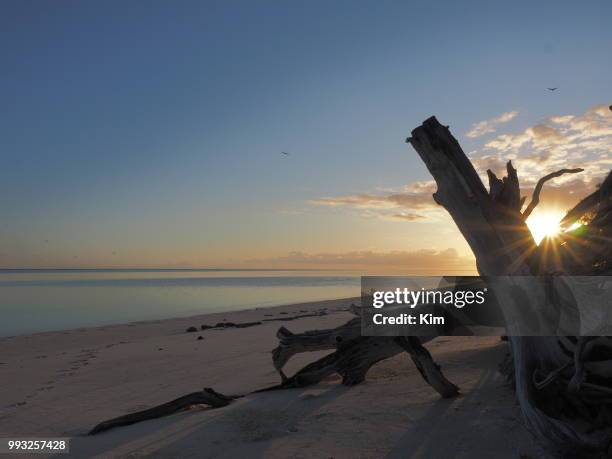 heron island on the great barrier reef - barrier island stock pictures, royalty-free photos & images