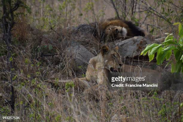 mating lions - mating stock pictures, royalty-free photos & images
