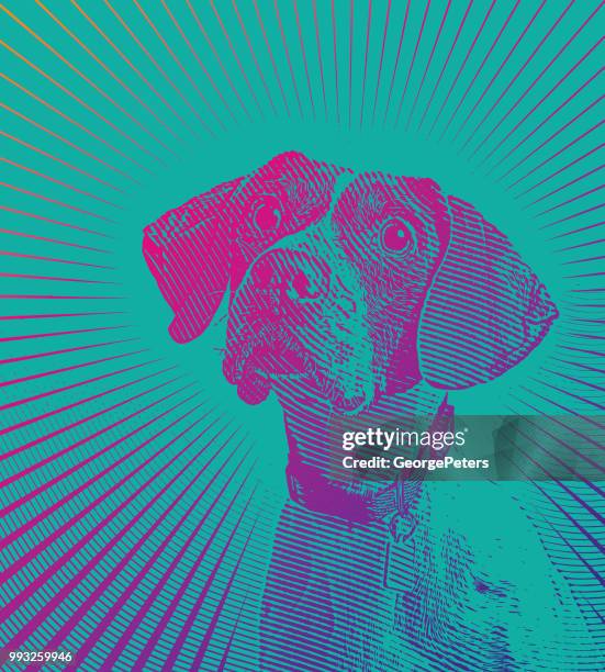pointer dog hoping to be adopted - pointer dog stock illustrations