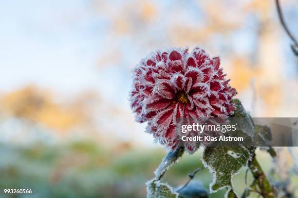 frost - klas stock pictures, royalty-free photos & images