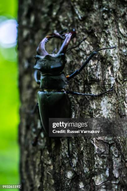 lucanus cervus - abadejo imagens e fotografias de stock