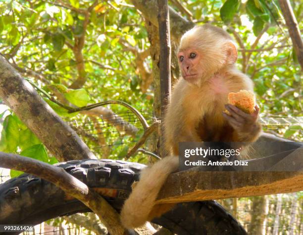 Changuito Photos and Premium High Res Pictures - Getty Images