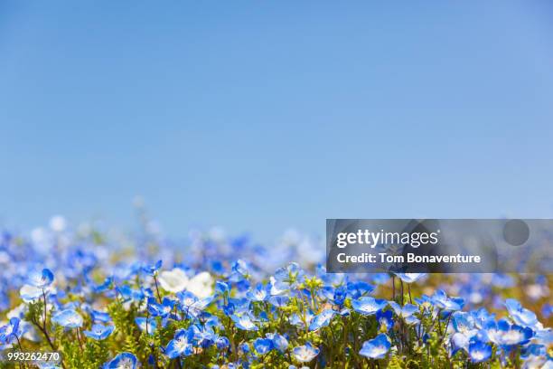 baby blue eyes (nemophila) against a blue sky. - nemophila stock pictures, royalty-free photos & images