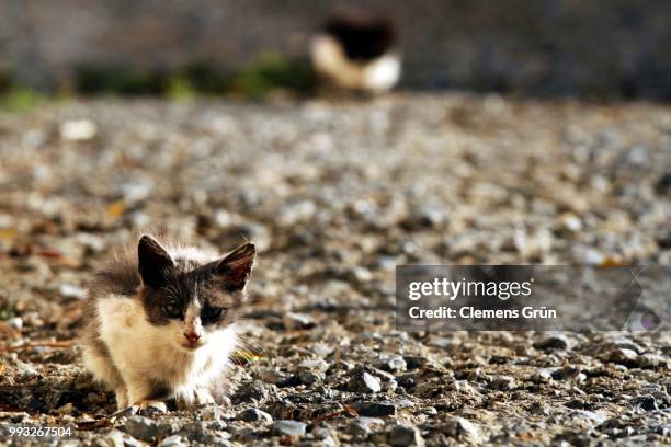 asphalt cats - grün stock pictures, royalty-free photos & images