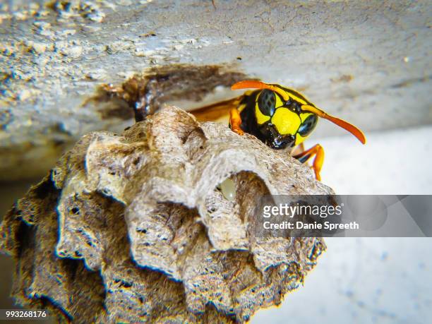 guarding the next generation... - african wasp stock pictures, royalty-free photos & images