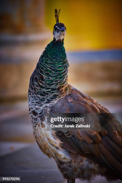 lazienki park in warsaw, poland - pauwhen stockfoto's en -beelden