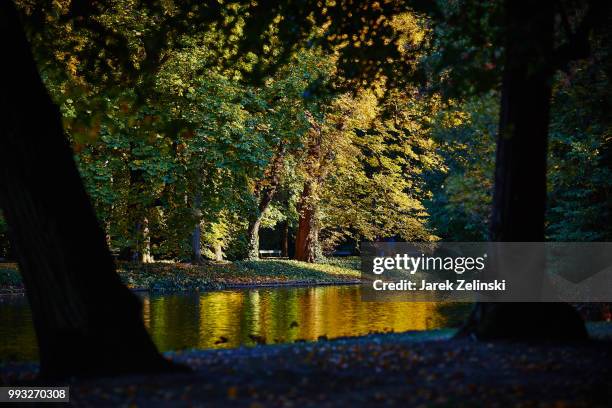 lazienki park in warsaw, poland - lazienki park stockfoto's en -beelden