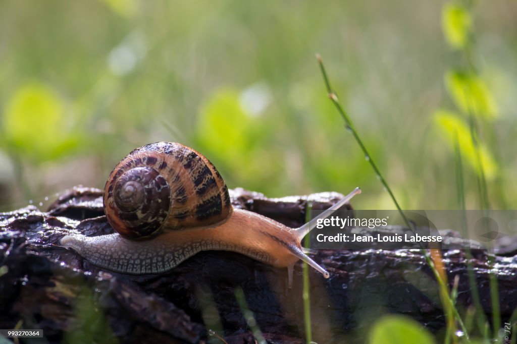 Animaux - Escargot - Animal - Snail