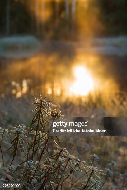 Labrador Tea Sunset Labrador Tea Photos and Premium High Res Pictures - Getty Images