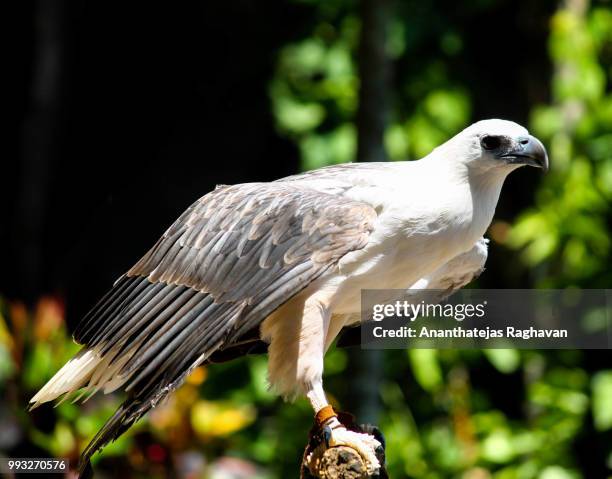 V Raghava V Raghavan Photos and Premium High Res Pictures - Getty Images