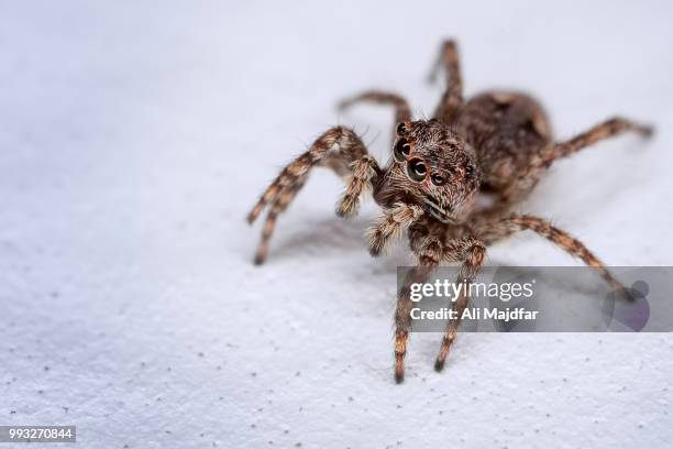 zebra jumping spider - arachnophobia stock pictures, royalty-free photos & images