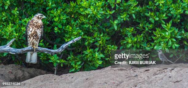 ecuador. galapagos. hawk and finch - galapagos finch stock pictures, royalty-free photos & images