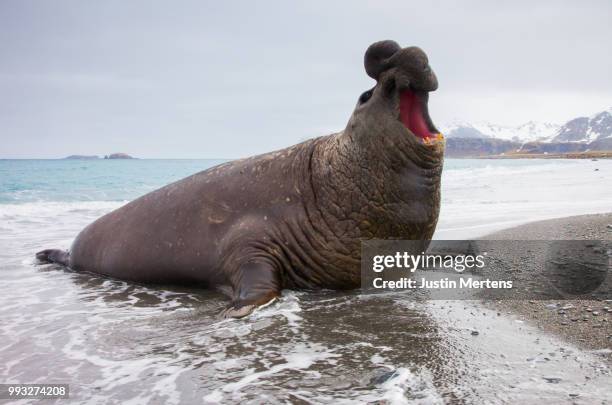 the big boss - elephant seal stock pictures, royalty-free photos & images