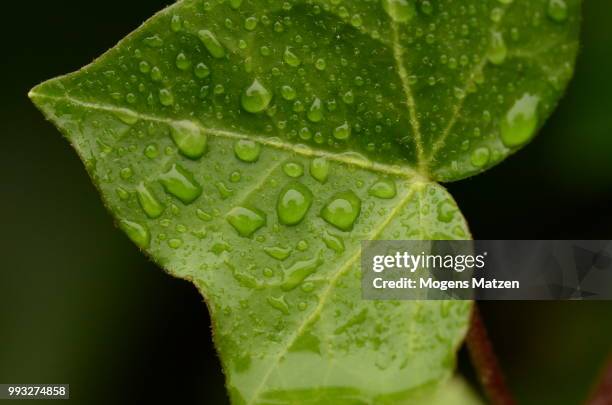 leaf - matzen stock pictures, royalty-free photos & images