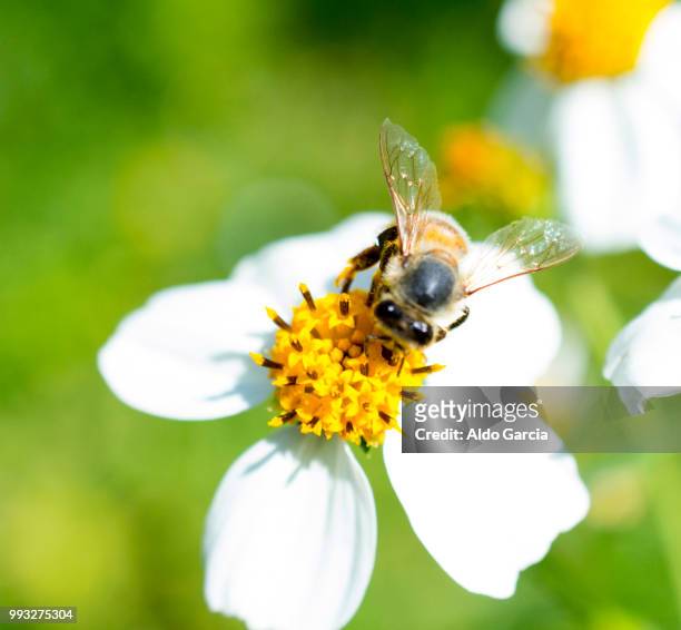 ojos abeja - abeja stock pictures, royalty-free photos & images