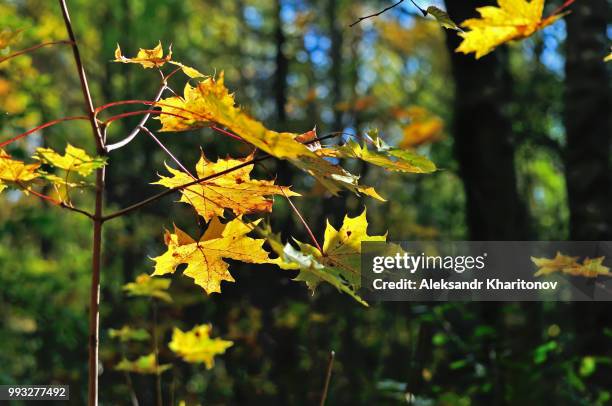 Rustles Leaf 255 Rustle Stock Photos, High-Res Pictures, and Images - Getty Images