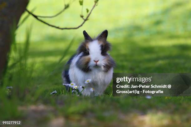 bunny in spring - fotografie ストックフォトと画�像