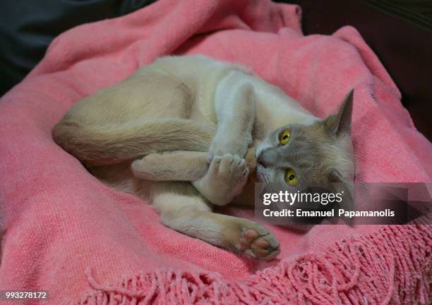 omg what was that ? - burmese cat stock pictures, royalty-free photos & images