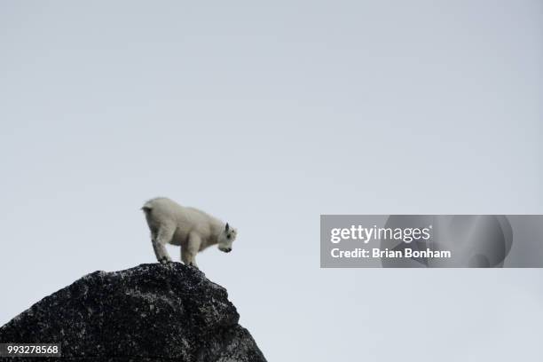 baby mountain goat - bonham stock pictures, royalty-free photos & images