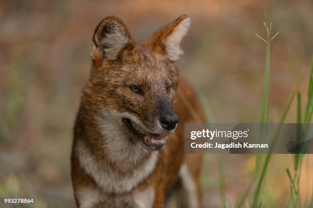 dhole - wild dog - dhole stock pictures, royalty-free photos & images