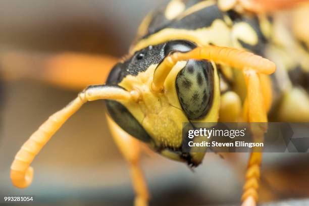 black and yellow wasp with green eyes looks down - yellow eyes stock pictures, royalty-free photos & images