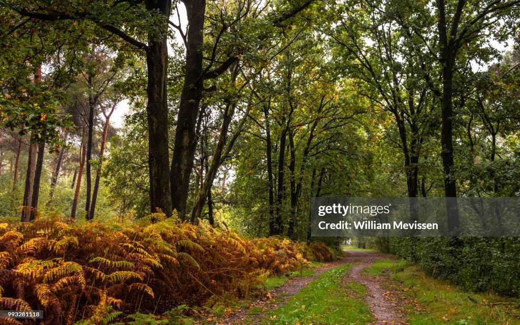 Forest Path