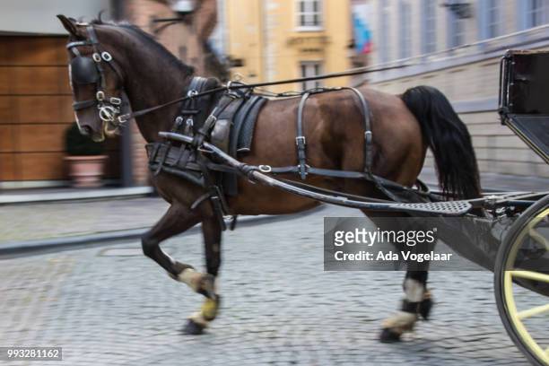 horse in movement - ada imagens e fotografias de stock
