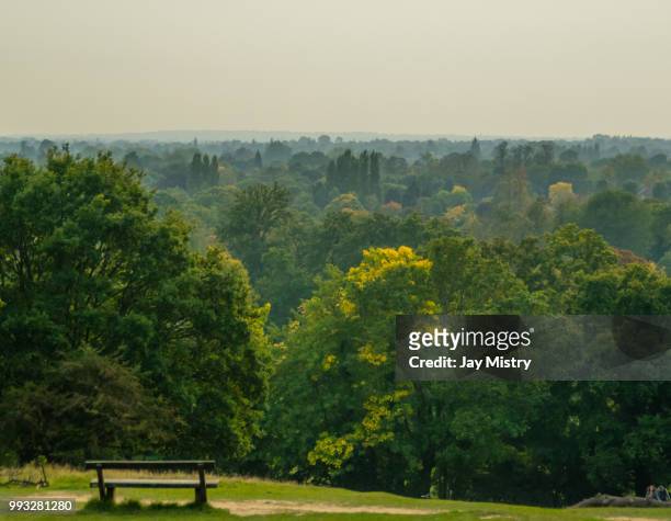 richmond park forest, london - richmond park 個照片及圖片檔