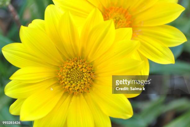 yellow shaded flower - salmao stock pictures, royalty-free photos & images