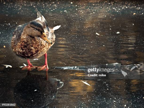 i met this duck sitting on fallen tree in the pond ... - sitting duck stock pictures, royalty-free photos & images