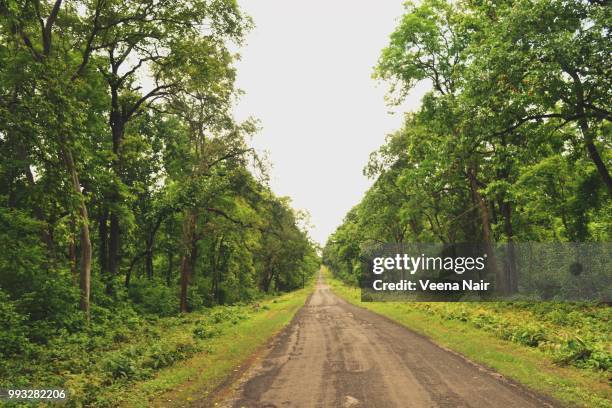 nature walk through the woods ... - veena stock pictures, royalty-free photos & images