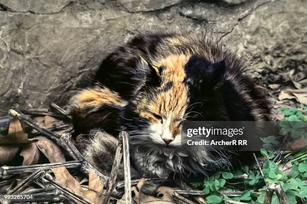 a sleeping cat - whiskers r we stock pictures, royalty-free photos & images