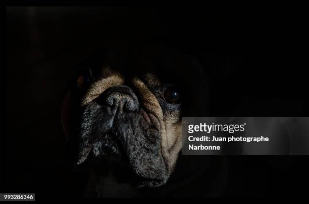 esperanza my dog - photographe stock pictures, royalty-free photos & images