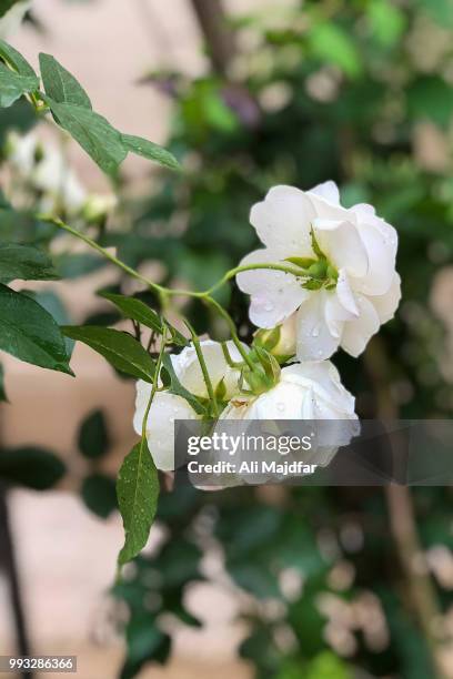 white rose - ali rose fotografías e imágenes de stock