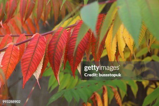 Stef's Autumn.JPG Stef's Autumn.JPG