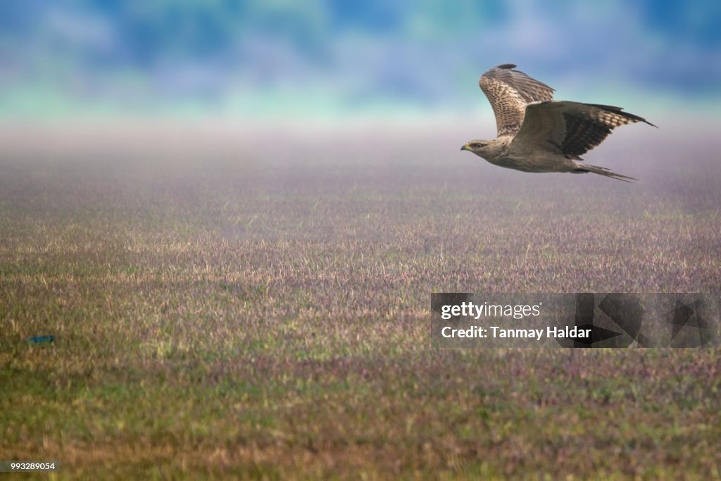 Oriental Honey Buzzard