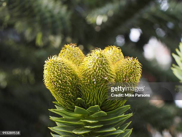 monkey puzzle tree tip - mike parsons stock pictures, royalty-free photos & images