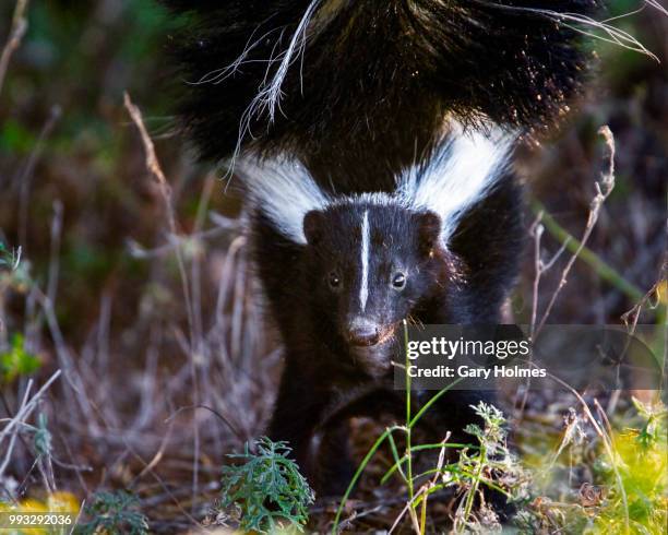 striped skunk spray standoff - omnívoro fotografías e imágenes de stock