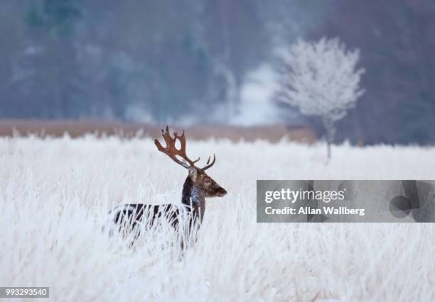 fallow deer - moose swedish stock pictures, royalty-free photos & images