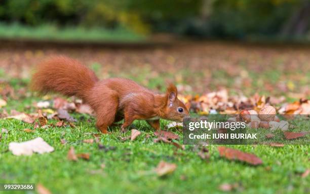 squirrels of brunswick - american red squirrel stock pictures, royalty-free photos & images