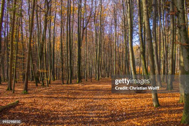 herbst - herbst - fotografias e filmes do acervo