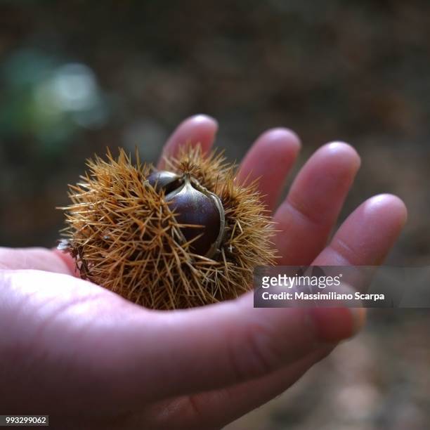 tempo di castagne - sciarpa stock pictures, royalty-free photos & images
