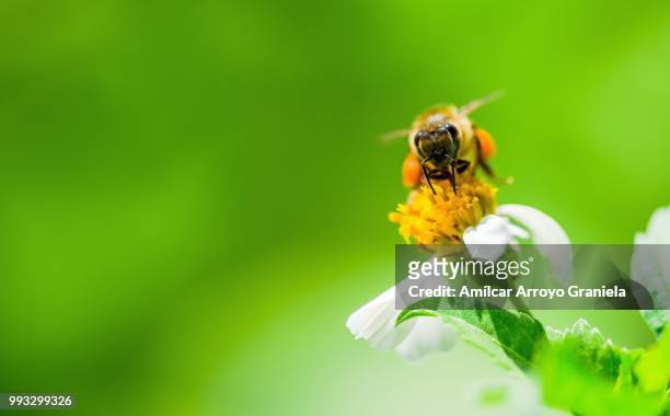 abeja. - abeja stock pictures, royalty-free photos & images