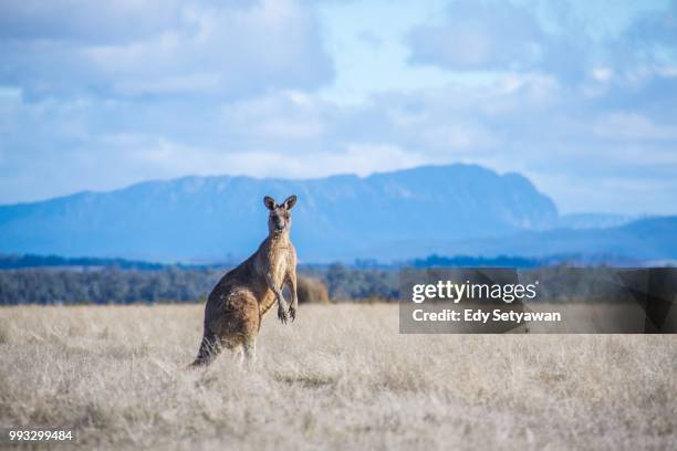 curious - kangaroo on beach bildbanksfoton och bilder