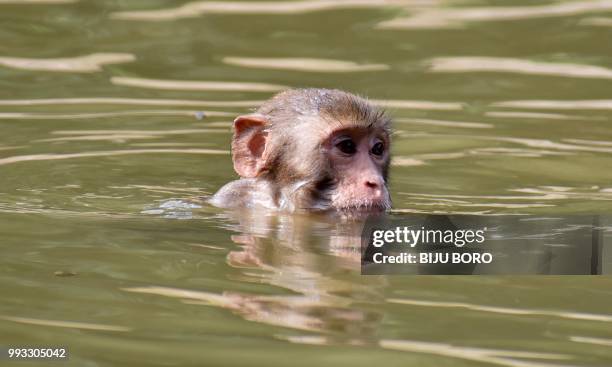 Monkey swims in a water-pool during a hot summer day at Assam State Zoo in Guwahati on July 7, 2018.