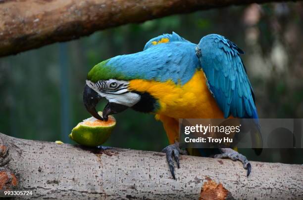parrot - aviary stock pictures, royalty-free photos & images