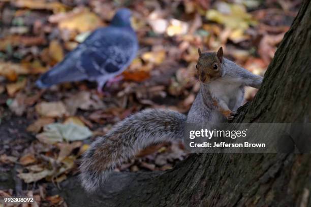 stannswells - american red squirrel stock pictures, royalty-free photos & images